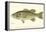 Large-Mouthed Black Bass-Denton-Framed Stretched Canvas