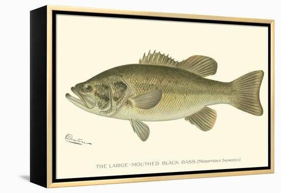 Large-Mouthed Black Bass-Denton-Framed Stretched Canvas