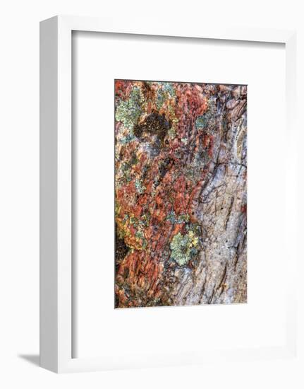 Large naturally polished rock with lichen, Lower Deschutes River, Central Oregon, USA-Stuart Westmorland-Framed Photographic Print