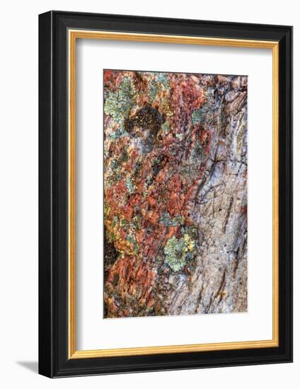 Large naturally polished rock with lichen, Lower Deschutes River, Central Oregon, USA-Stuart Westmorland-Framed Photographic Print