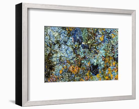Large naturally polished rock with lichen, Lower Deschutes River, Central Oregon, USA-Stuart Westmorland-Framed Photographic Print
