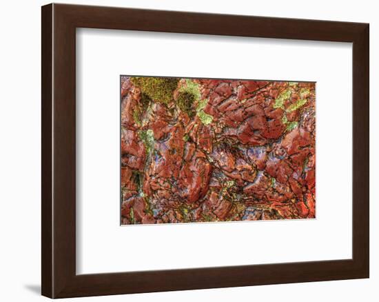 Large, naturally polished rock with lichen. Lower Deschutes River, Central Oregon, USA-Stuart Westmorland-Framed Photographic Print