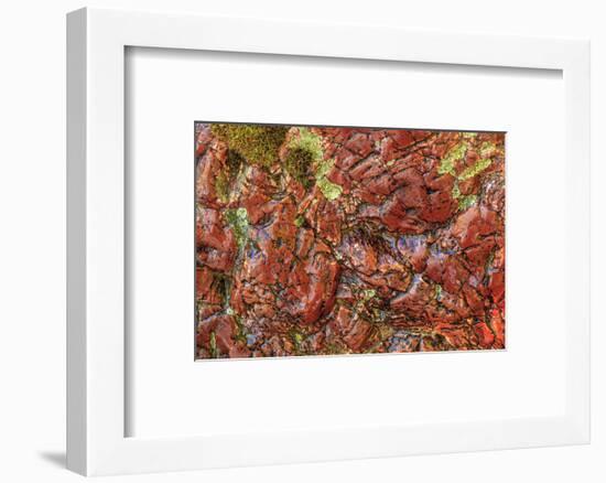 Large, naturally polished rock with lichen. Lower Deschutes River, Central Oregon, USA-Stuart Westmorland-Framed Photographic Print