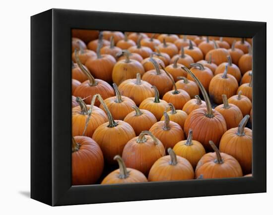 Large Number of Pumpkins for Sale on a Farm in St. Joseph, Missouri, USA, North America-Simon Montgomery-Framed Premier Image Canvas