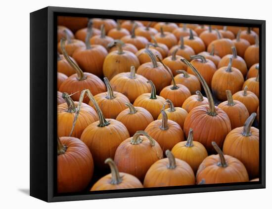 Large Number of Pumpkins for Sale on a Farm in St. Joseph, Missouri, USA, North America-Simon Montgomery-Framed Premier Image Canvas