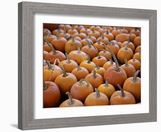 Large Number of Pumpkins for Sale on a Farm in St. Joseph, Missouri, USA, North America-Simon Montgomery-Framed Photographic Print