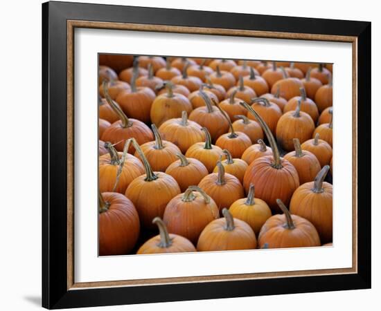 Large Number of Pumpkins for Sale on a Farm in St. Joseph, Missouri, USA, North America-Simon Montgomery-Framed Photographic Print