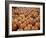 Large Number of Pumpkins for Sale on a Farm in St. Joseph, Missouri, USA, North America-Simon Montgomery-Framed Photographic Print