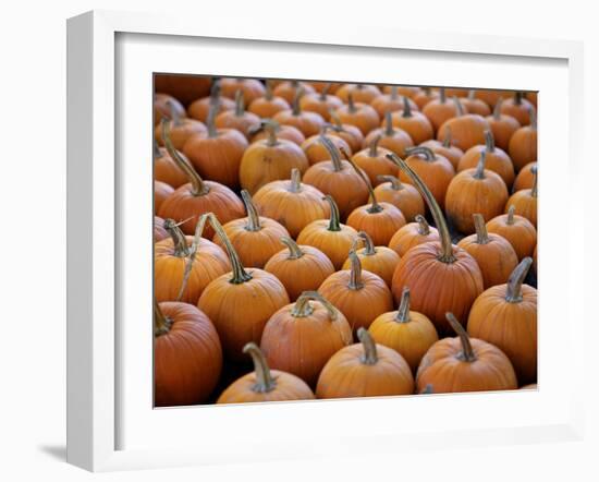 Large Number of Pumpkins for Sale on a Farm in St. Joseph, Missouri, USA, North America-Simon Montgomery-Framed Photographic Print