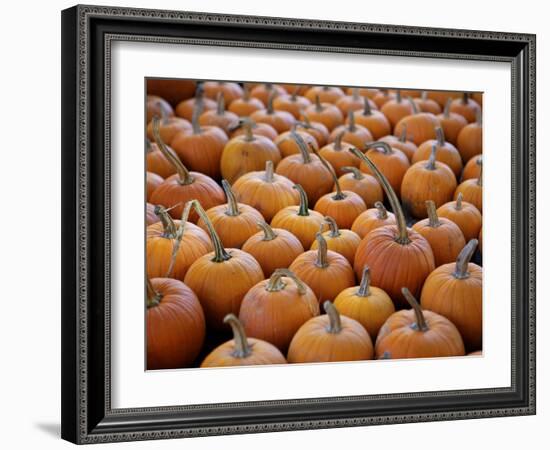 Large Number of Pumpkins for Sale on a Farm in St. Joseph, Missouri, USA, North America-Simon Montgomery-Framed Photographic Print