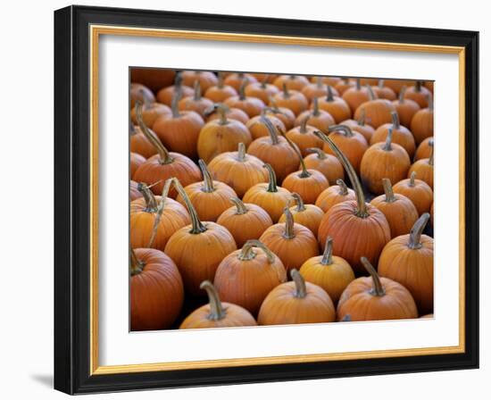 Large Number of Pumpkins for Sale on a Farm in St. Joseph, Missouri, USA, North America-Simon Montgomery-Framed Photographic Print