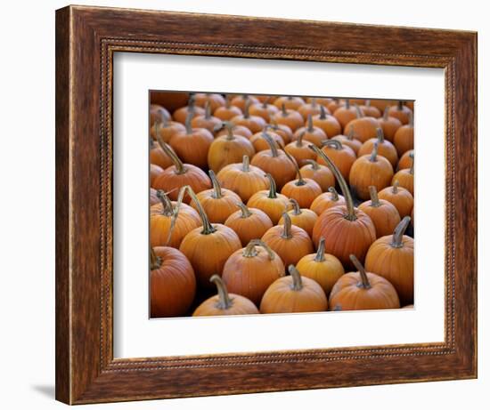 Large Number of Pumpkins for Sale on a Farm in St. Joseph, Missouri, USA, North America-Simon Montgomery-Framed Photographic Print