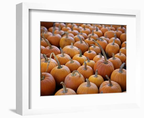 Large Number of Pumpkins for Sale on a Farm in St. Joseph, Missouri, USA, North America-Simon Montgomery-Framed Photographic Print