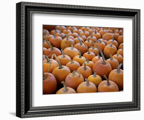 Large Number of Pumpkins for Sale on a Farm in St. Joseph, Missouri, USA, North America-Simon Montgomery-Framed Photographic Print