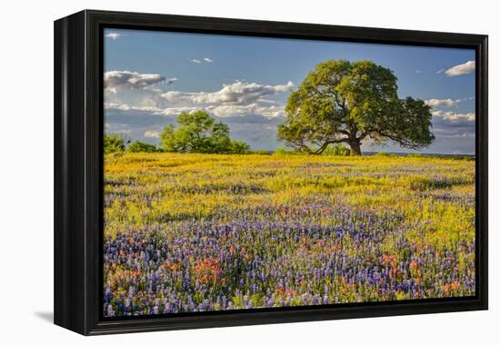 Large oak tree in expansive meadow of bluebonnets and paintbrush, Texas hill country, near Llano, T-Adam Jones-Framed Premier Image Canvas