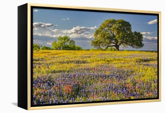 Large oak tree in expansive meadow of bluebonnets and paintbrush, Texas hill country, near Llano, T-Adam Jones-Framed Premier Image Canvas