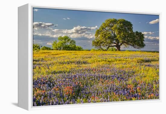 Large oak tree in expansive meadow of bluebonnets and paintbrush, Texas hill country, near Llano, T-Adam Jones-Framed Premier Image Canvas