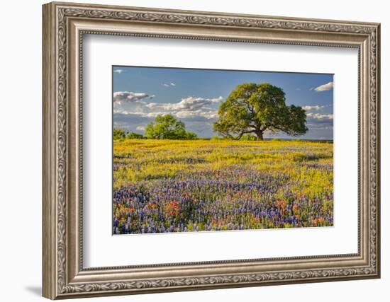 Large oak tree in expansive meadow of bluebonnets and paintbrush, Texas hill country, near Llano, T-Adam Jones-Framed Photographic Print