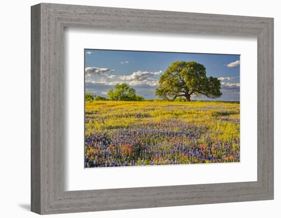 Large oak tree in expansive meadow of bluebonnets and paintbrush, Texas hill country, near Llano, T-Adam Jones-Framed Photographic Print