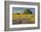 Large oak tree in expansive meadow of bluebonnets and paintbrush, Texas hill country, near Llano, T-Adam Jones-Framed Photographic Print