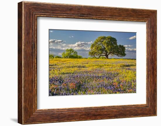 Large oak tree in expansive meadow of bluebonnets and paintbrush, Texas hill country, near Llano, T-Adam Jones-Framed Photographic Print