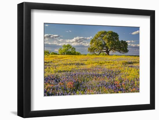 Large oak tree in expansive meadow of bluebonnets and paintbrush, Texas hill country, near Llano, T-Adam Jones-Framed Photographic Print