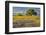 Large oak tree in expansive meadow of bluebonnets and paintbrush, Texas hill country, near Llano, T-Adam Jones-Framed Photographic Print