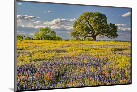 Large oak tree in expansive meadow of bluebonnets and paintbrush, Texas hill country, near Llano, T-Adam Jones-Mounted Photographic Print