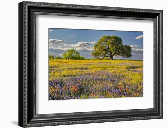 Large oak tree in expansive meadow of bluebonnets and paintbrush, Texas hill country, near Llano, T-Adam Jones-Framed Photographic Print