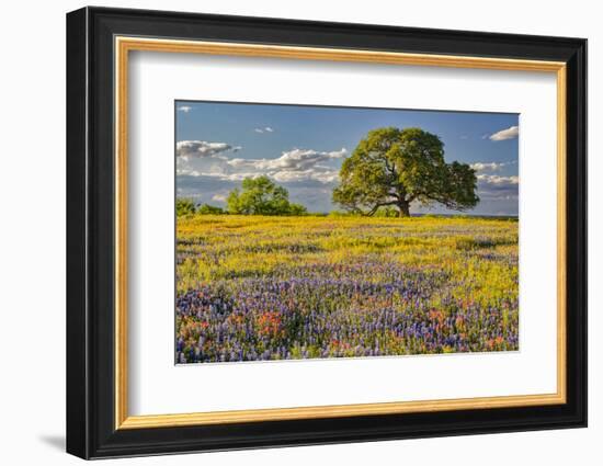 Large oak tree in expansive meadow of bluebonnets and paintbrush, Texas hill country, near Llano, T-Adam Jones-Framed Photographic Print