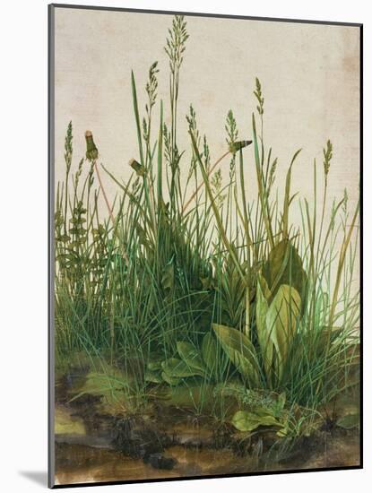 Large Piece of Turf, 1503-Albrecht Dürer-Mounted Giclee Print