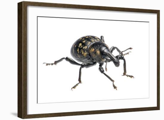 Large Pine Weevil (Hylobius Abietis), Slovenia, Europe, July, Meetyourneighbours.Net Project-Marko Masterl-Framed Photographic Print