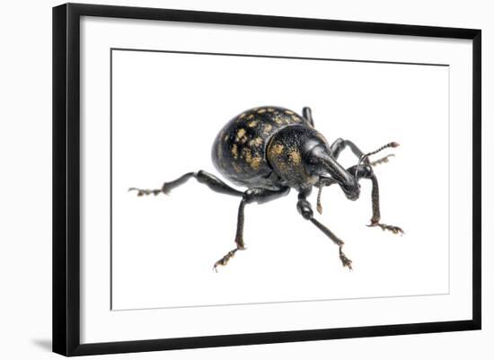 Large Pine Weevil (Hylobius Abietis), Slovenia, Europe, July, Meetyourneighbours.Net Project-Marko Masterl-Framed Photographic Print