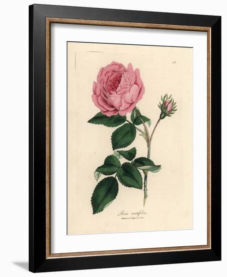 Large Pink Hundred-Leaved Rose, Rosa Centifolia-James Sowerby-Framed Giclee Print