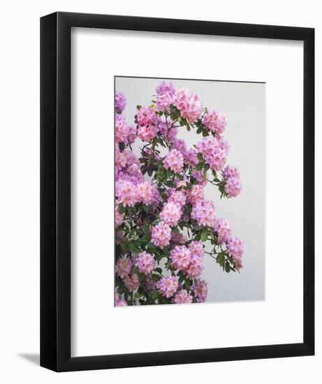 Large pink rhododendron bush blooming against a white wall.-Julie Eggers-Framed Photographic Print