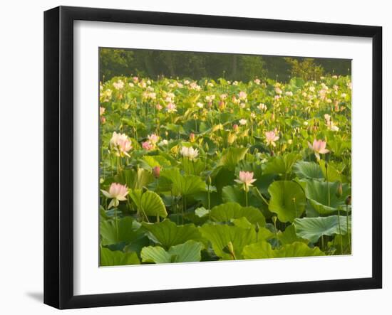 Large Pond Filled with Lotuses, Kenilworth Aquatic Gardens, Washington DC, USA-Corey Hilz-Framed Photographic Print