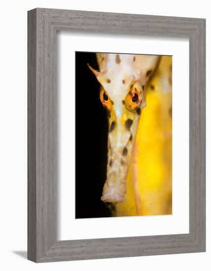 Large / Pot Bellied Seahorse face portrait, Australia-Alex Mustard-Framed Photographic Print