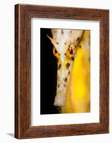 Large / Pot Bellied Seahorse face portrait, Australia-Alex Mustard-Framed Photographic Print