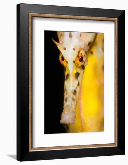 Large / Pot Bellied Seahorse face portrait, Australia-Alex Mustard-Framed Photographic Print