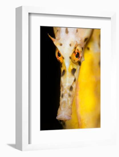 Large / Pot Bellied Seahorse face portrait, Australia-Alex Mustard-Framed Photographic Print