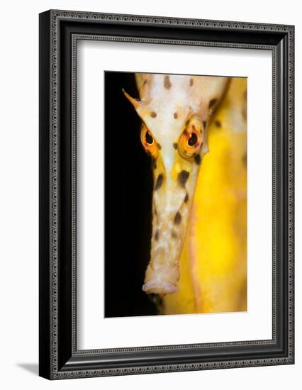 Large / Pot Bellied Seahorse face portrait, Australia-Alex Mustard-Framed Photographic Print