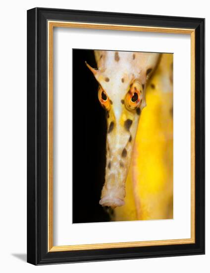 Large / Pot Bellied Seahorse face portrait, Australia-Alex Mustard-Framed Photographic Print