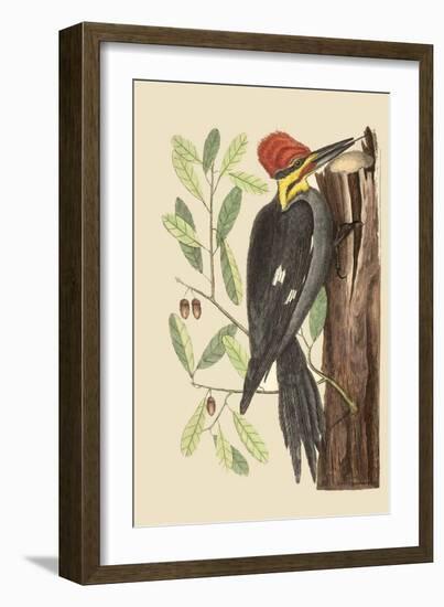 Large Red Crested Woodpecker-Mark Catesby-Framed Art Print