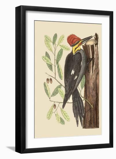 Large Red Crested Woodpecker-Mark Catesby-Framed Art Print