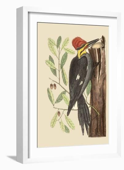 Large Red Crested Woodpecker-Mark Catesby-Framed Art Print