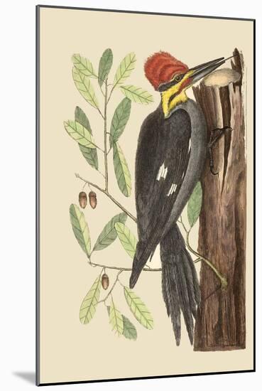 Large Red Crested Woodpecker-Mark Catesby-Mounted Art Print