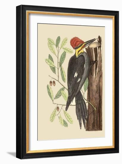 Large Red Crested Woodpecker-Mark Catesby-Framed Art Print