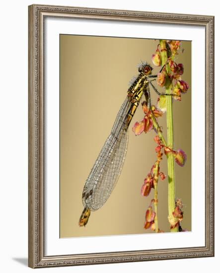 Large Red Damselfly, Tamar Lakes, Cornwall, UK-Ross Hoddinott-Framed Photographic Print