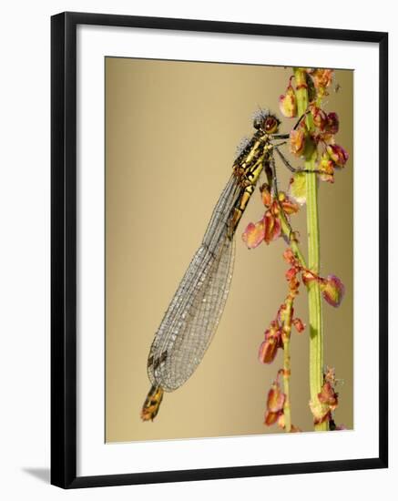 Large Red Damselfly, Tamar Lakes, Cornwall, UK-Ross Hoddinott-Framed Photographic Print