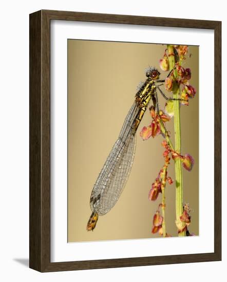 Large Red Damselfly, Tamar Lakes, Cornwall, UK-Ross Hoddinott-Framed Photographic Print